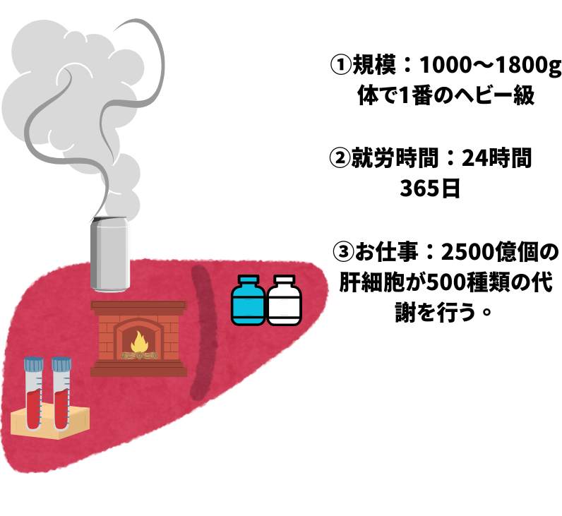 肝臓は人体の科学工場